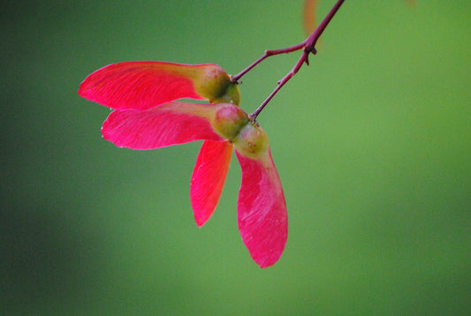 Christmas Maple photograph of Japanese maple seeds