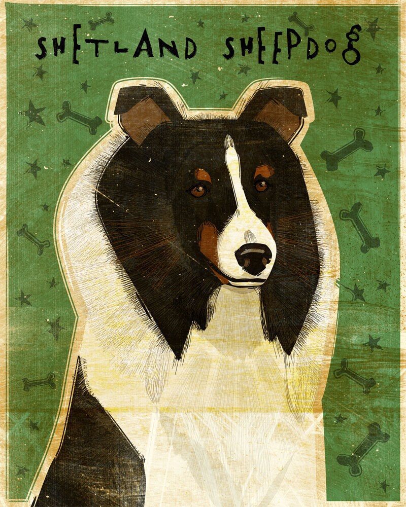 Shetland Sheepdog - Tri-Color - Print