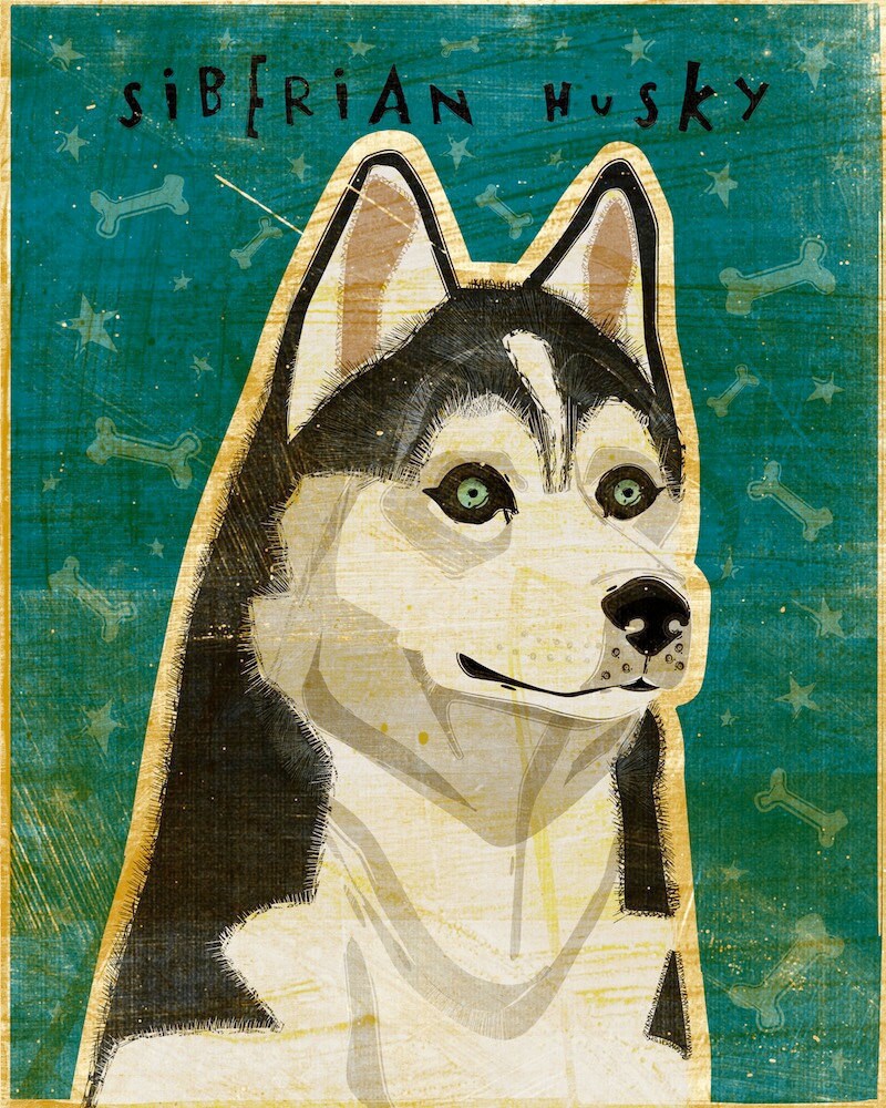 Siberian Husky - Print