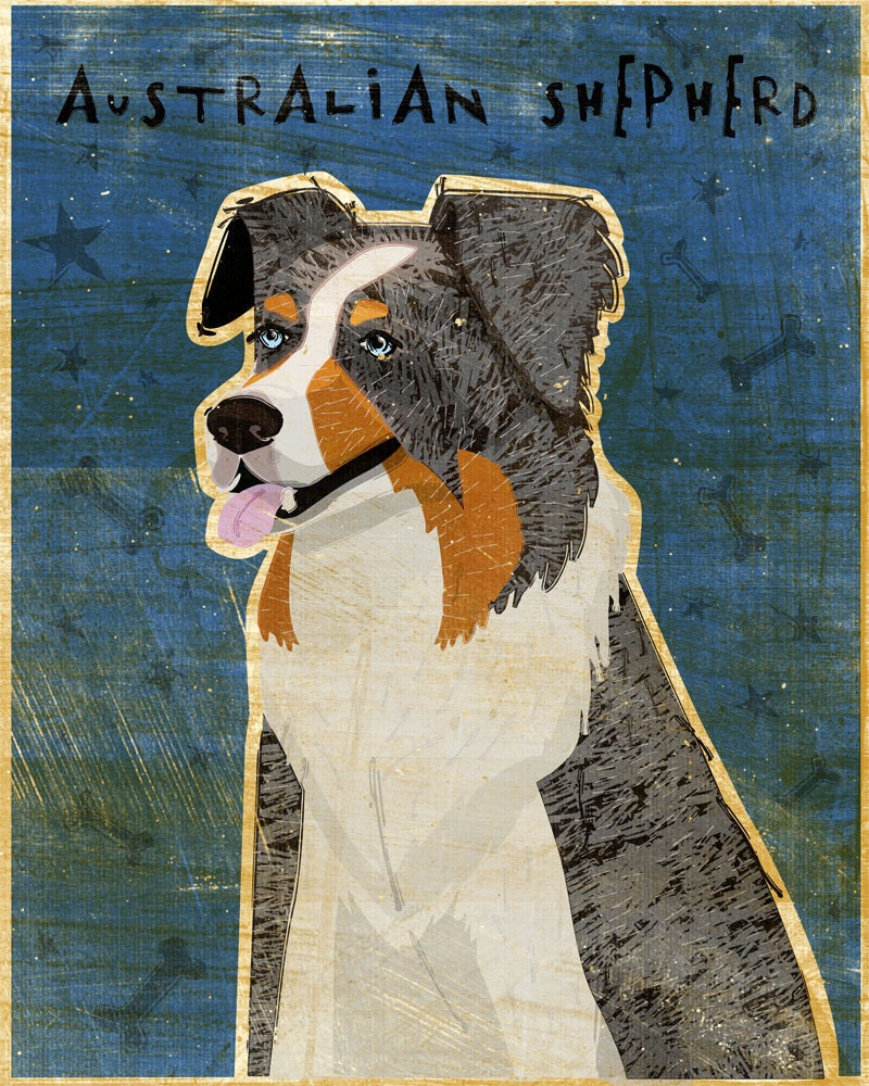 Australian Shepherd - Blue Merle - Print