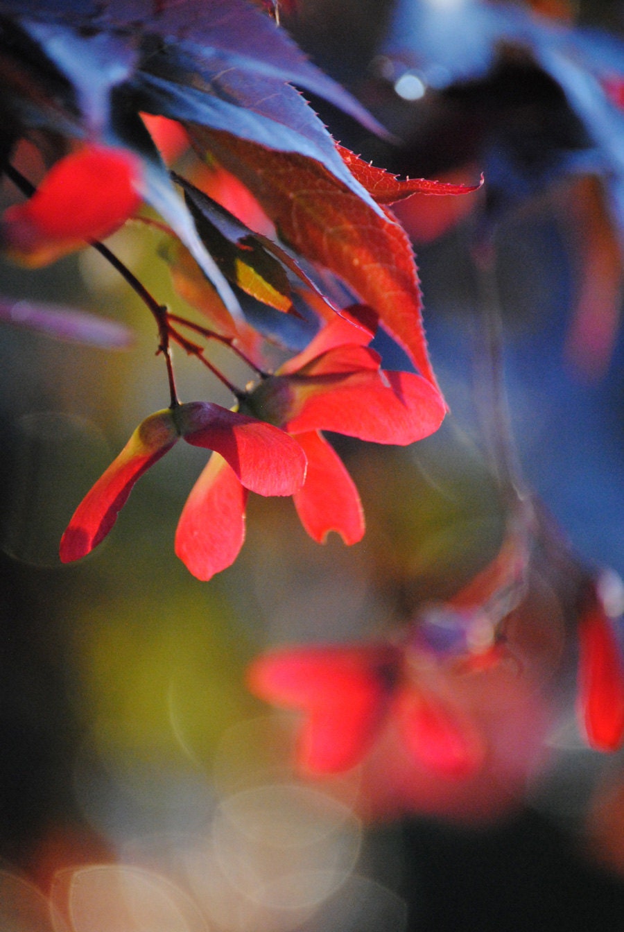 Nature photography Midnight Blues Japanese Maple seeds fine art photograph