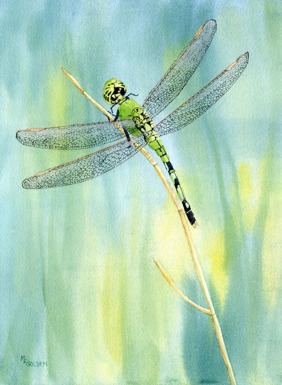 Dragonfly Collection from original watercolors